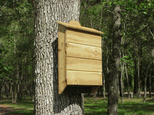 bat-house-big.gif
