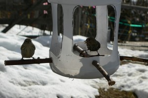 Birdsfeeder-FLA.jpg