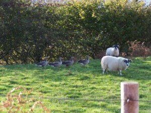sheep and geese on a lawn