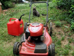 Cat staring at a lawn mower and jerry can