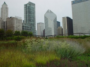 Native grass growing in Lurie garden with skyscrapers in the background