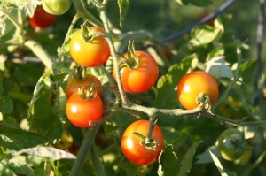 Tomato plant with ripening tomatoes